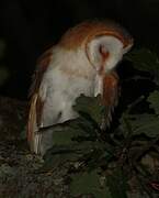 Western Barn Owl