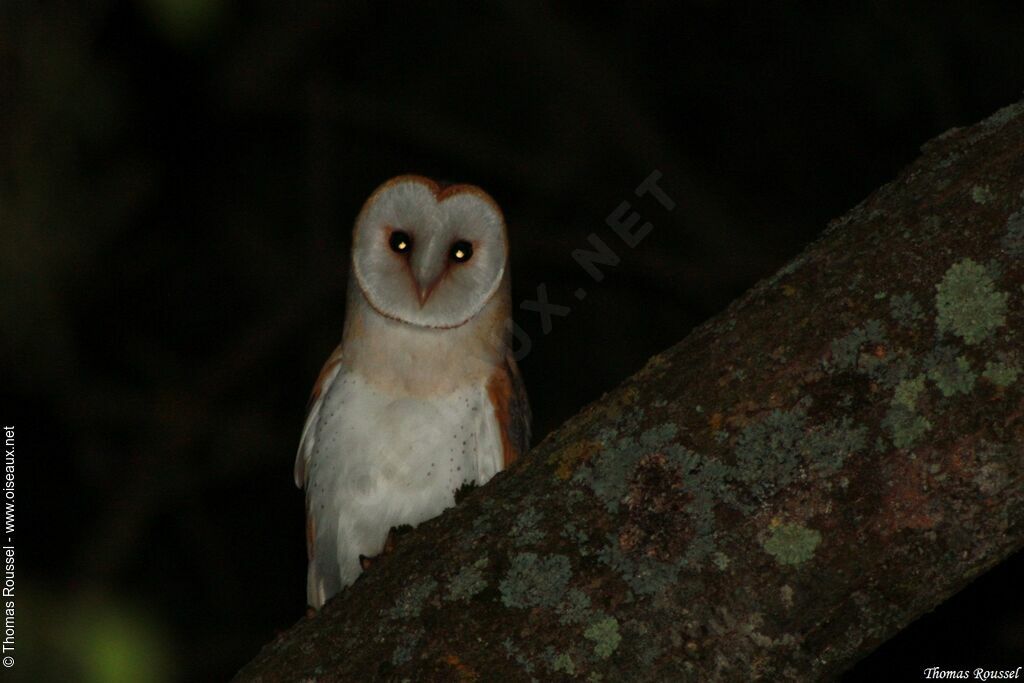 Western Barn Owl