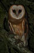 Western Barn Owl