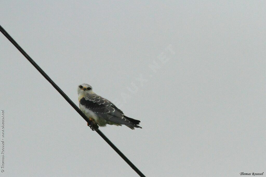 Black-winged Kite