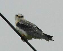 Black-winged Kite