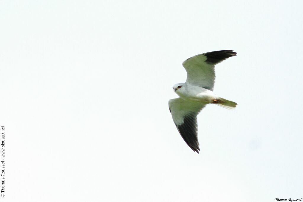 Black-winged Kite, Flight