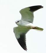 Black-winged Kite