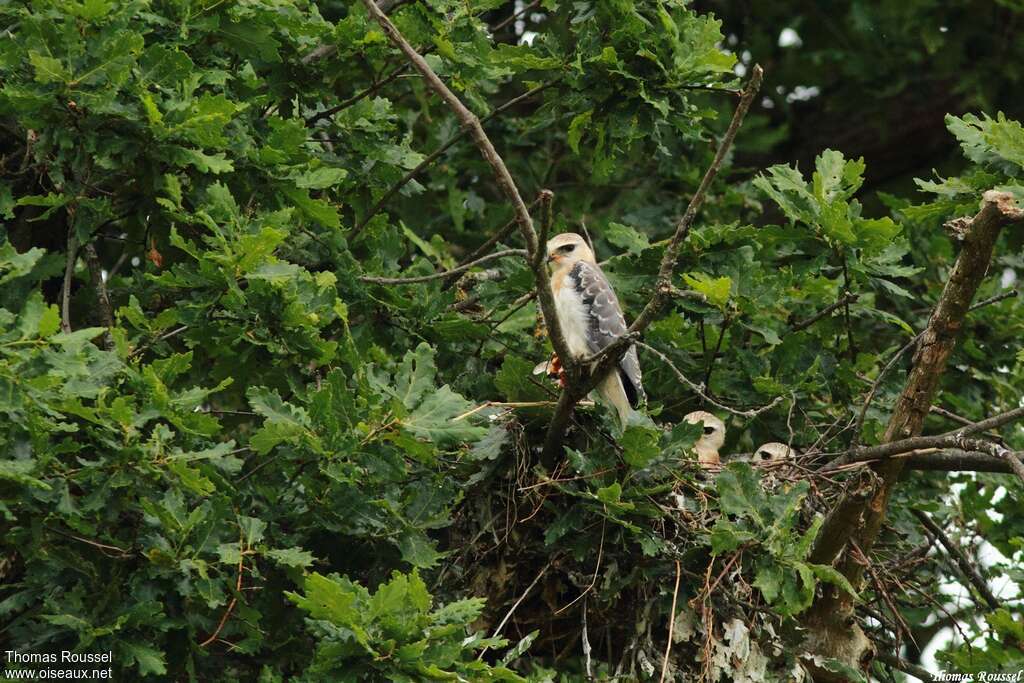 Black-winged Kite, Reproduction-nesting
