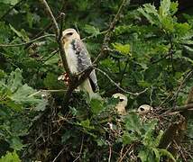 Black-winged Kite