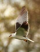 Black-winged Kite