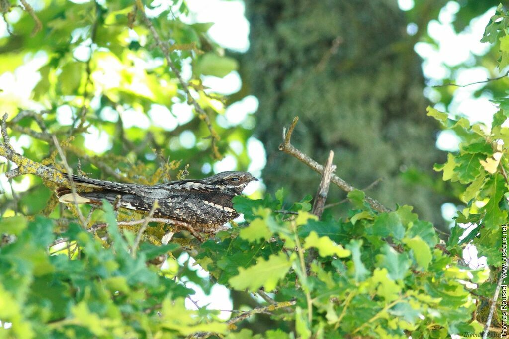 European Nightjar