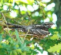 European Nightjar