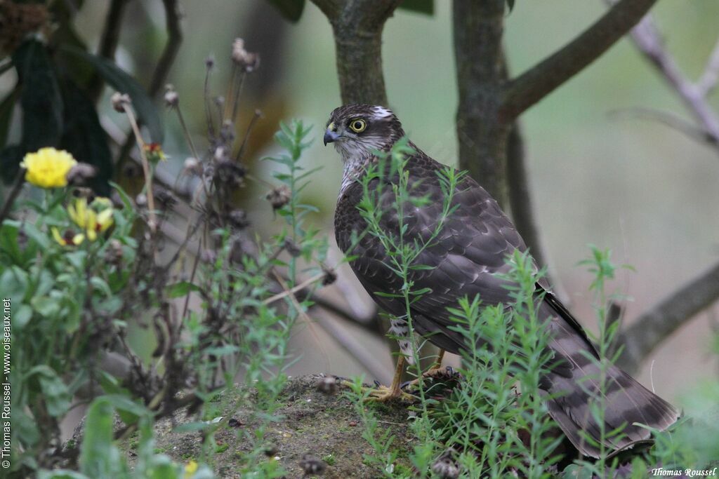 Eurasian Sparrowhawk female adult, identification