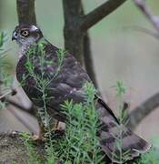 Eurasian Sparrowhawk