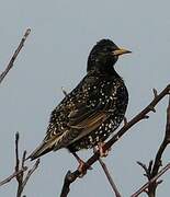 Common Starling