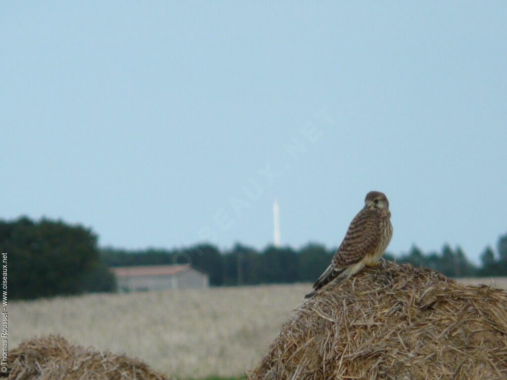 Common Kestrel