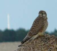 Common Kestrel