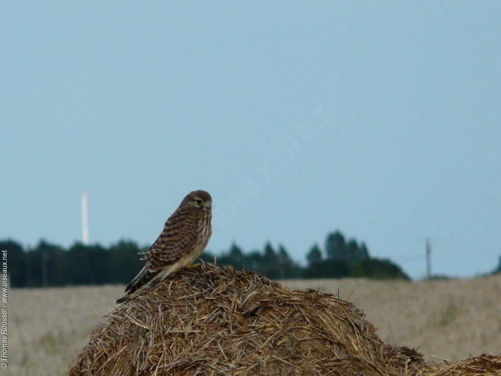 Faucon crécerelle