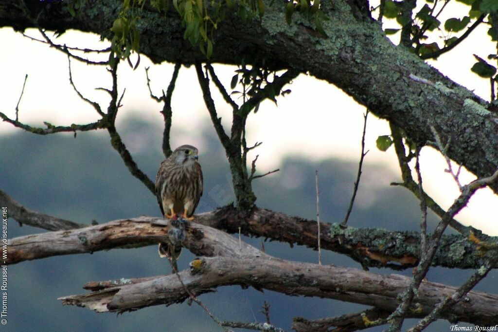 Common Kestrel, feeding habits