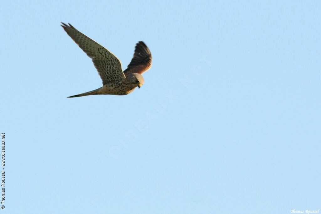 Common Kestrel male adult, Flight