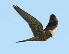 Common Kestrel