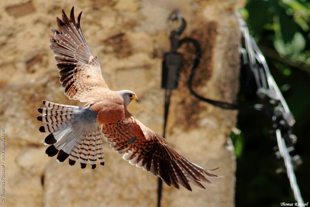 Lesser Kestrel, Flight