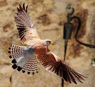 Lesser Kestrel