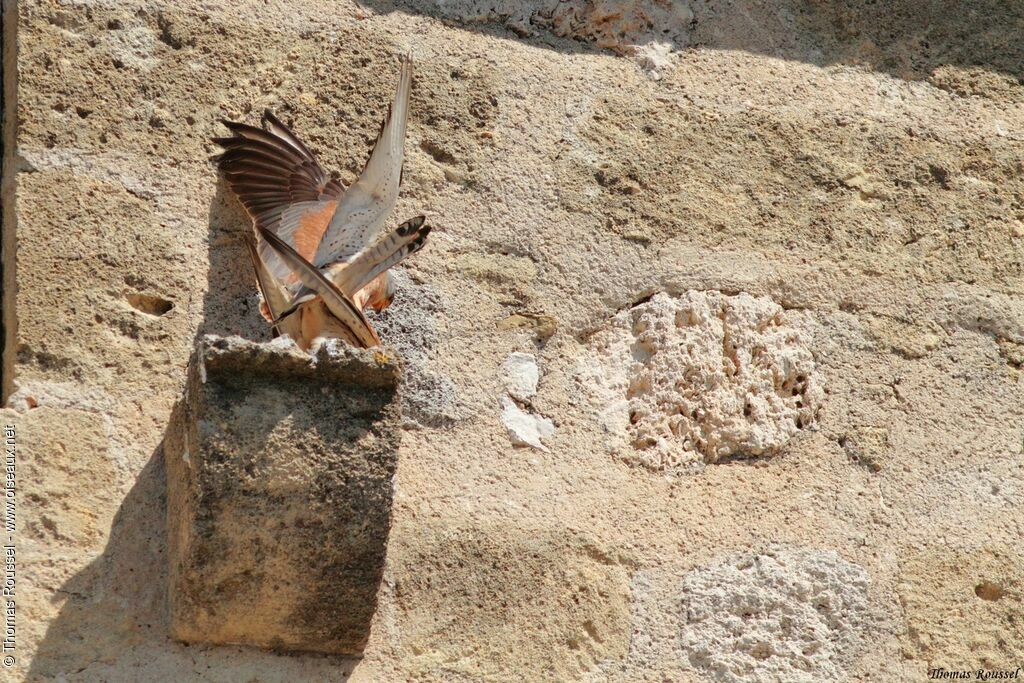 Lesser Kestrel, Behaviour