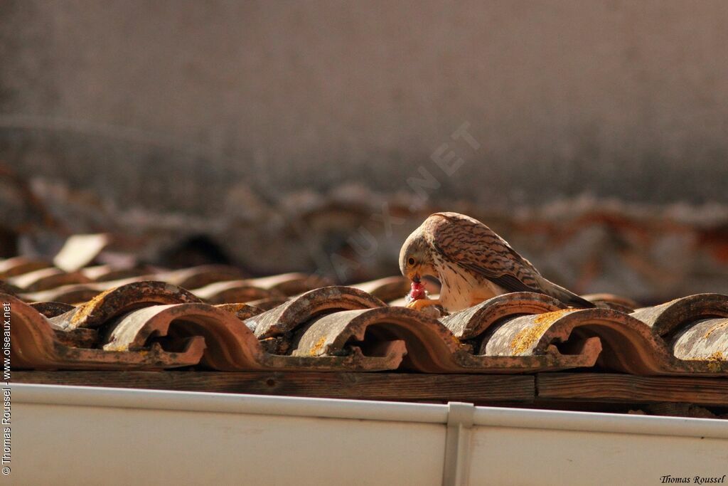 Lesser Kestrel, feeding habits