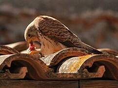 Lesser Kestrel