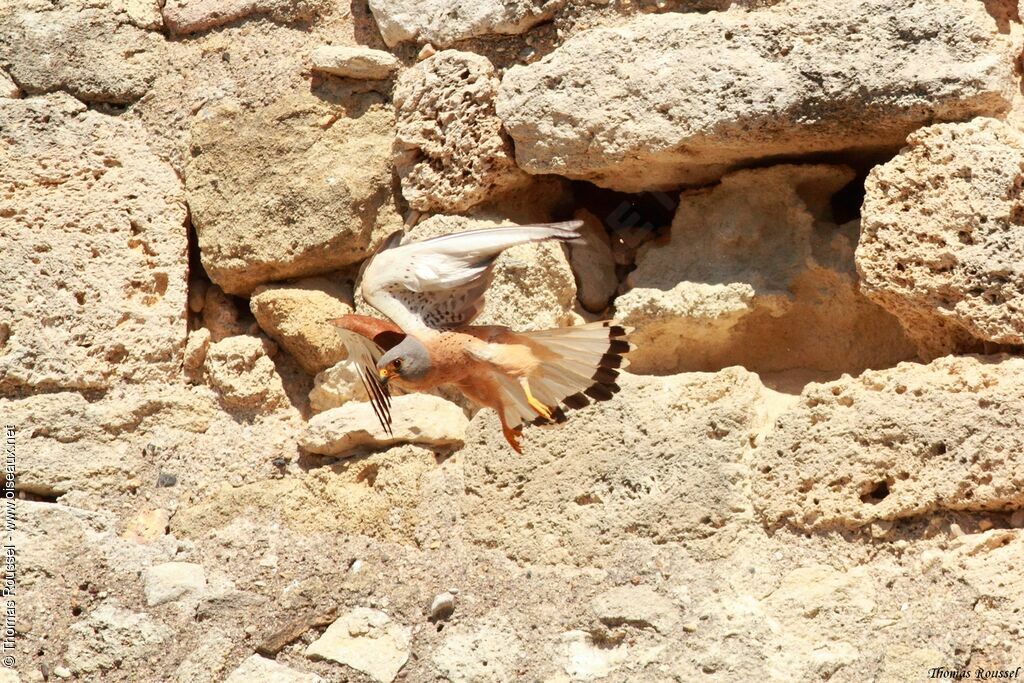 Lesser Kestrel, Reproduction-nesting