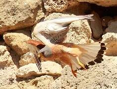 Lesser Kestrel