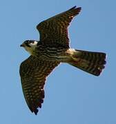 Eurasian Hobby