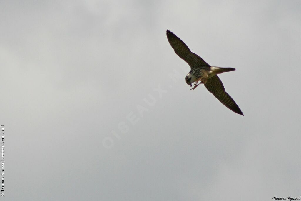 Eurasian Hobby, feeding habits