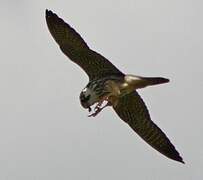 Eurasian Hobby