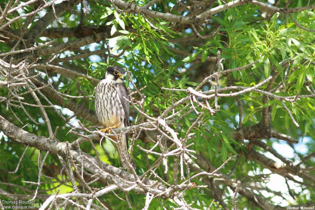 Eurasian Hobbyadult, habitat