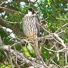 Eurasian Hobby