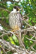 Eurasian Hobby