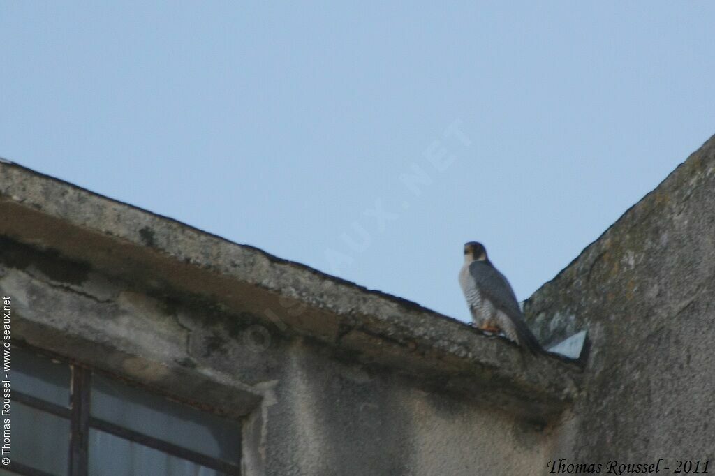 Peregrine Falcon