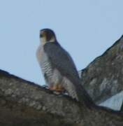 Peregrine Falcon