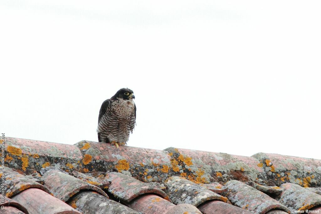 Peregrine Falcon, identification