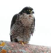 Peregrine Falcon