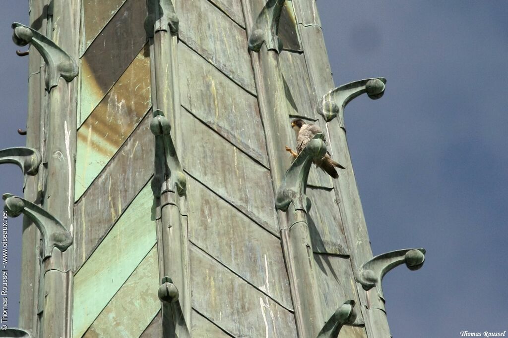 Peregrine Falcon