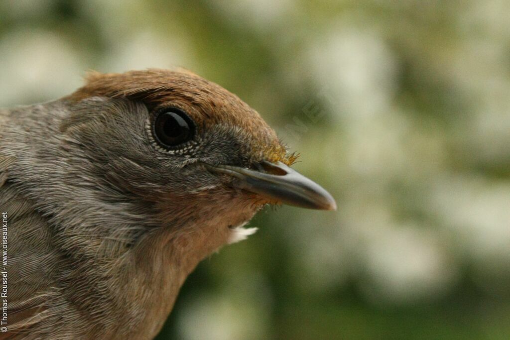 Eurasian Blackcap female Second year, identification