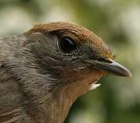 Eurasian Blackcap