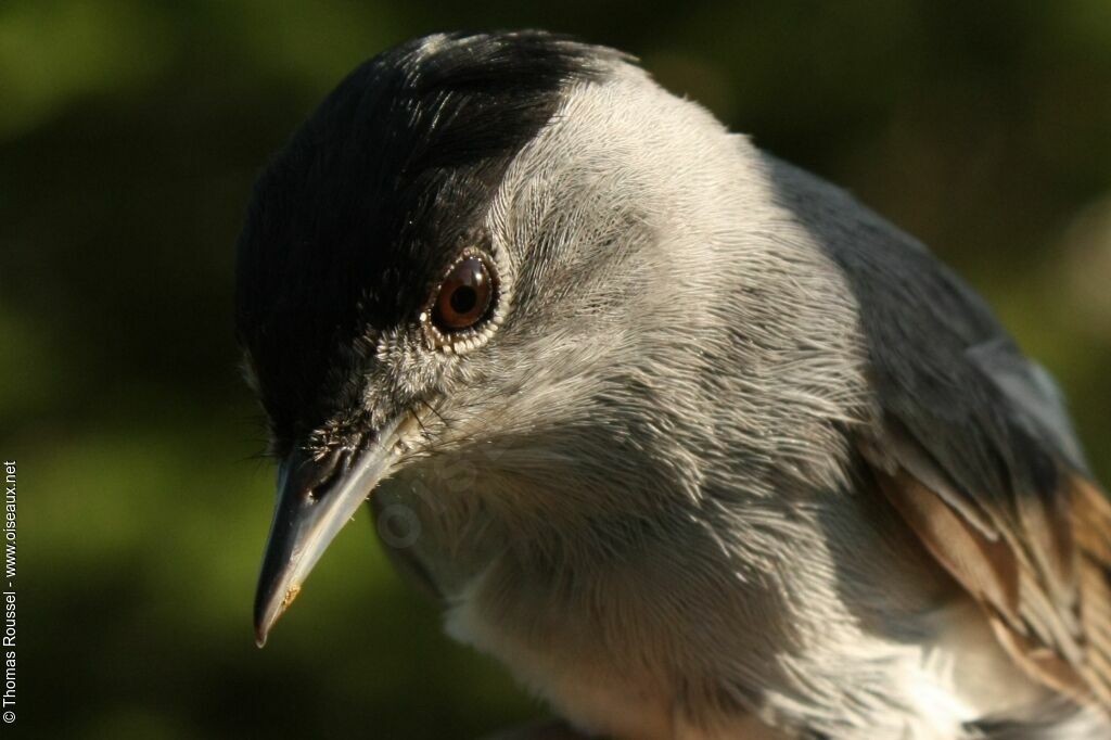 Eurasian Blackcap male adult