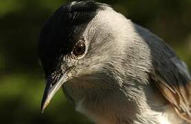 Eurasian Blackcap