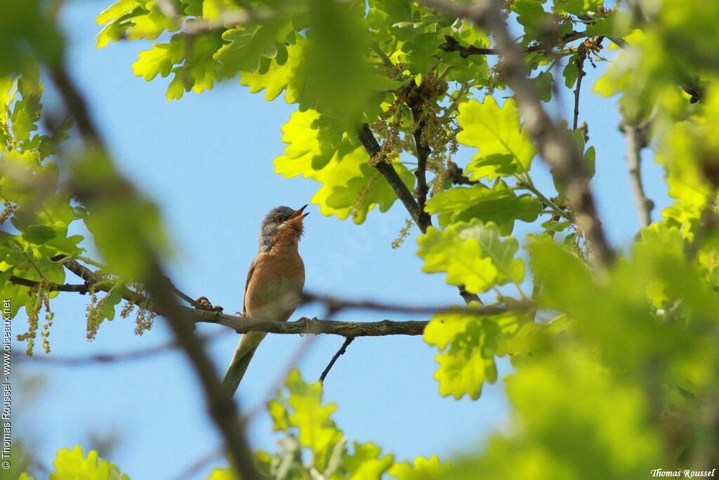 Subalpine Warbler male adult, song