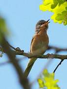 Western Subalpine Warbler