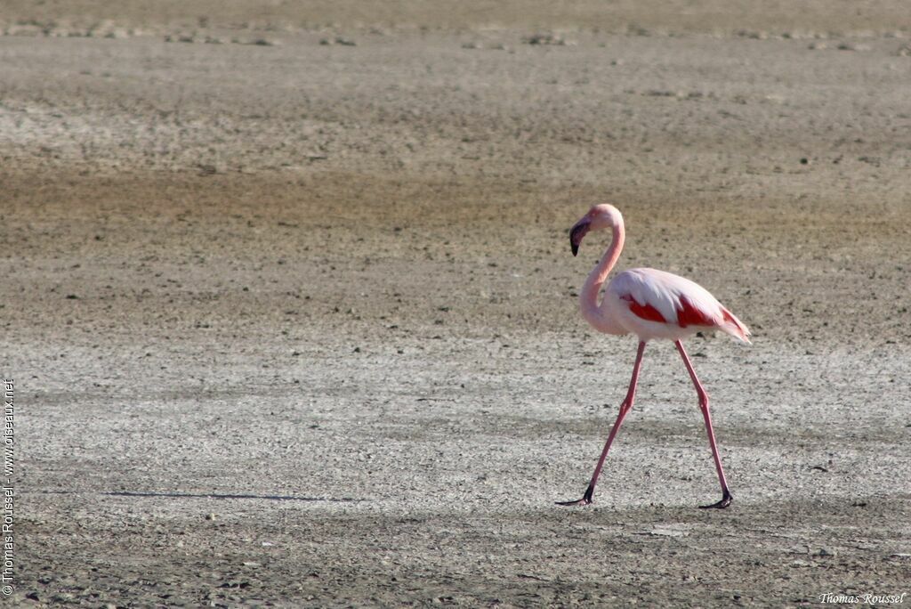 Greater Flamingoadult, identification