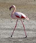 Flamant rose