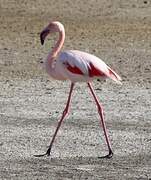 Greater Flamingo