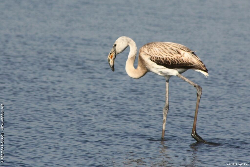 Greater FlamingoFirst year