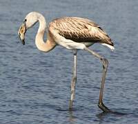 Greater Flamingo